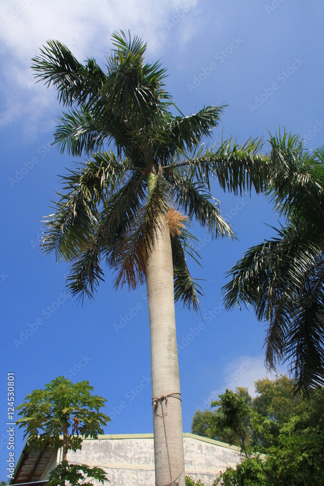 palmiers et papayer