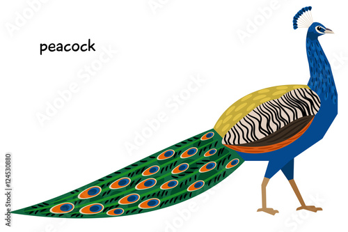 Image of nice Peacock 