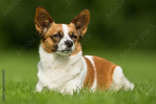 Mixed Breed Dog