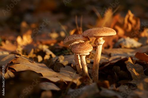 Mushrooms, Honey fungus (Armillaria)