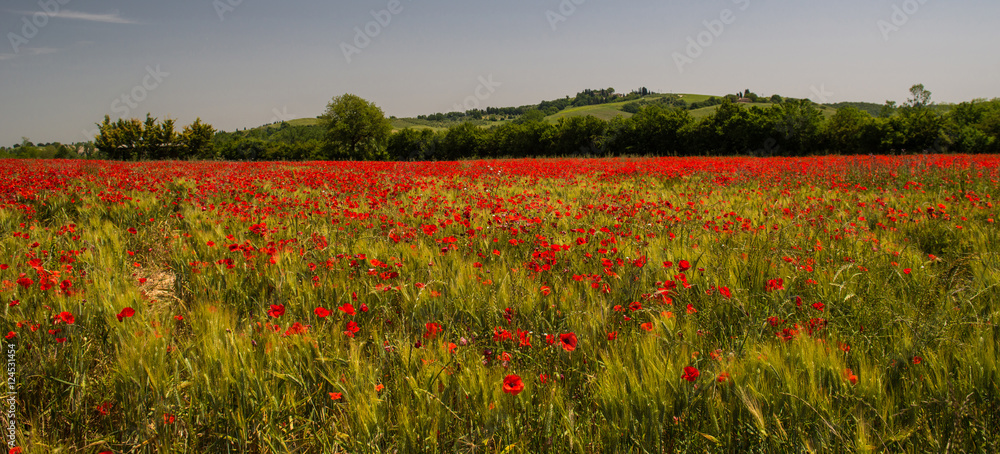 Obraz premium Poppies field