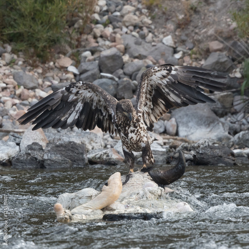 Juvenile eagle guarding carcass in LaHardy Rapids in Yellowstone