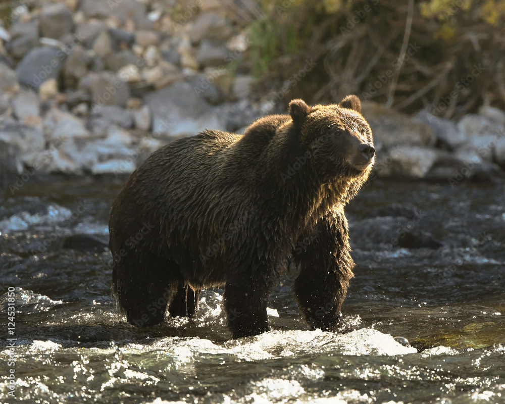 Lamar Rapids Grizzly Lamar Rapids Grizzly