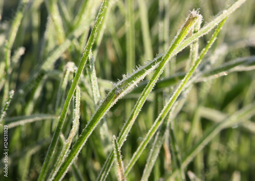 Grass covered with hoarfrost in the frosty morning 
Close-up shot  of  frozen grass