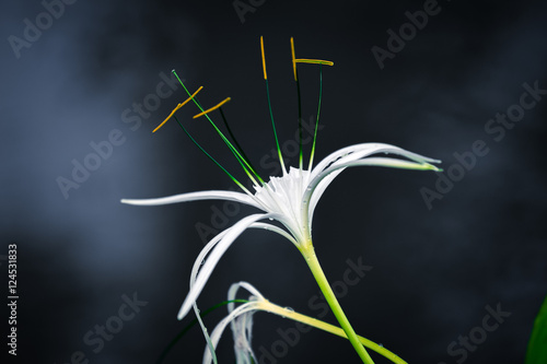 Fototapeta Naklejka Na Ścianę i Meble -  White spider lily with dark background with smoke
