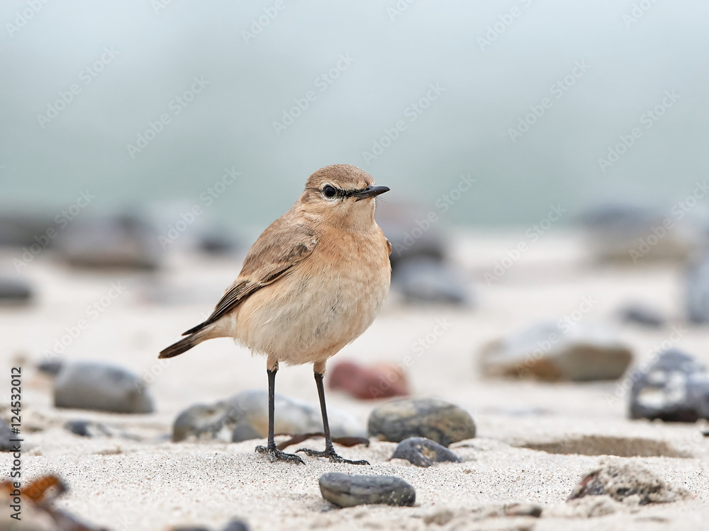Isabelline wheatear (Oenanthe isabellina) Isabelline wheatear (Oenanthe isabellina)