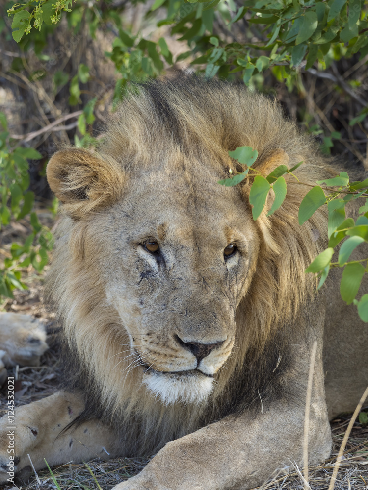 Naklejka premium Löwen, Männchen (Panthera leo) leigt im Schatten, Okaukuejo, Etosha Nationalpark, Namibia, Afrika