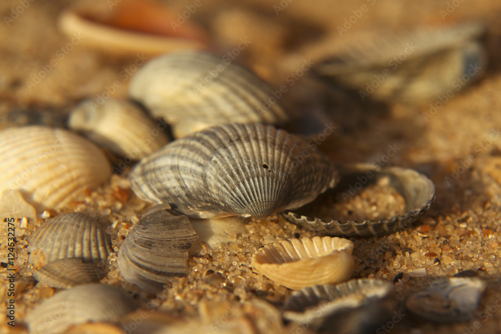 background sea shells (recreation, tourist, travel, holiday)