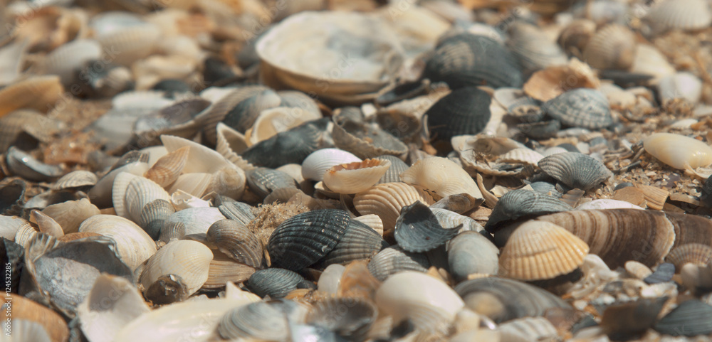 Seashells on sea shore