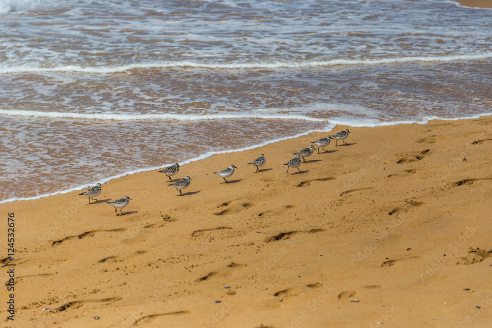 Flock of sandpiper birds (Scolopacidae) search for food on beach in Portugal Flock of sandpiper birds (Scolopacidae) search for food on beach in Portugal