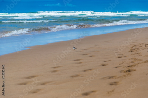 Single sandpiper bird (Scolopacidae) searches for food on beach in Portugal