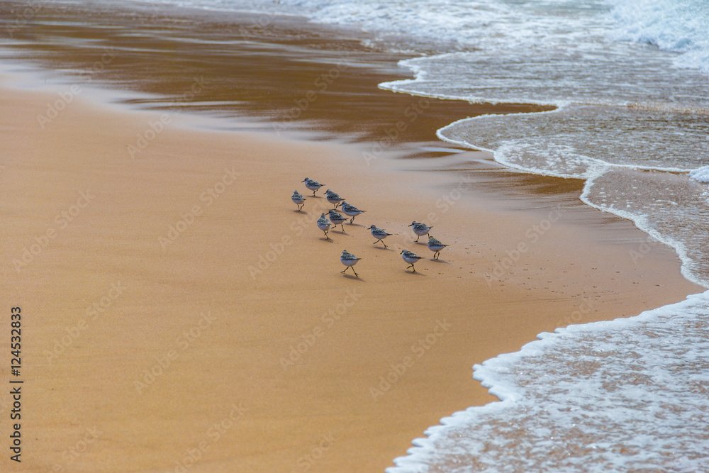 Flock of sandpiper birds (Scolopacidae) search for food on beach in Portugal