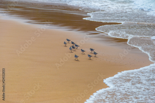 Flock of sandpiper birds (Scolopacidae) search for food on beach in Portugal photo