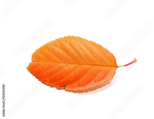 Yellow and orange leaf isolated on white background