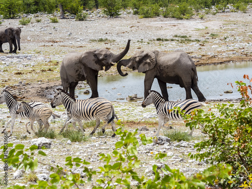 K  mpfende Elefanten  Afrikanischer Elefant  Loxodonta africana  Wasserloch   .Steppenzebras  Equus quagga burchelli     Okaukuejo  Etosha Nationalpark  Namibia  Afrika