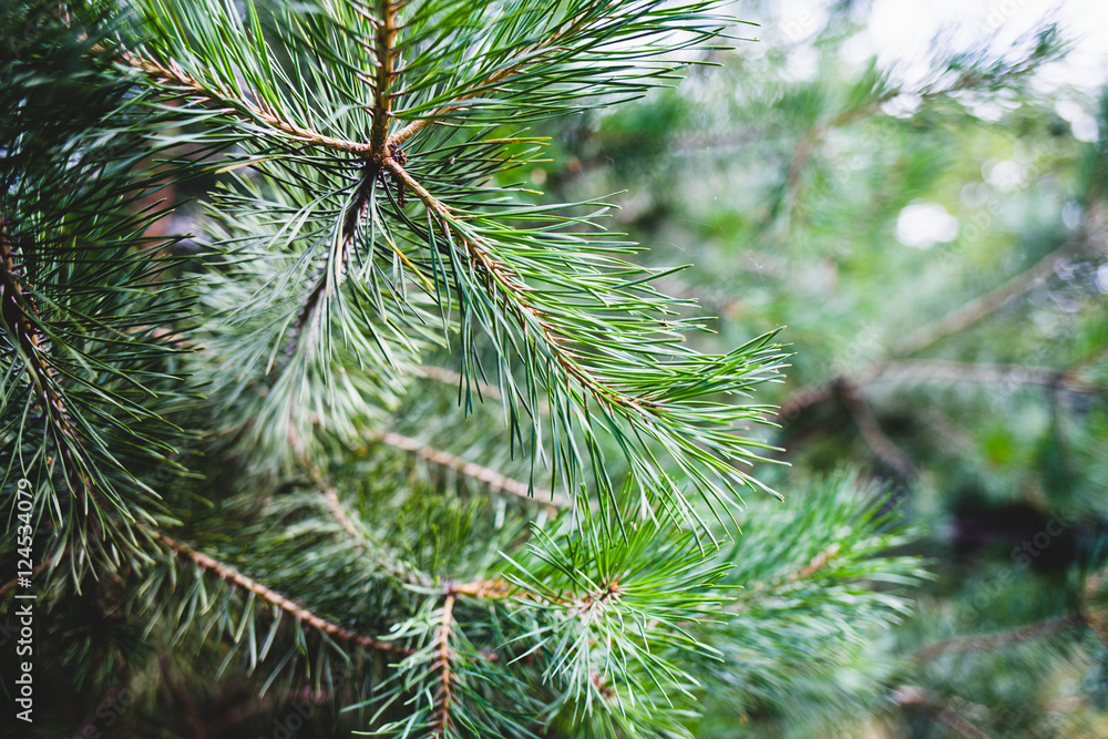 Evergreen pine branches
