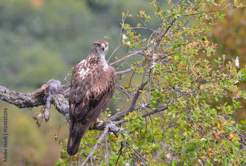 Obraz premium Female bonelli's eagle perched on a branch.