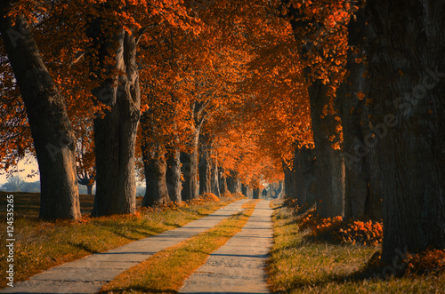 Fototapeta Naklejka Na Ścianę i Meble -  Allee im Herbst
