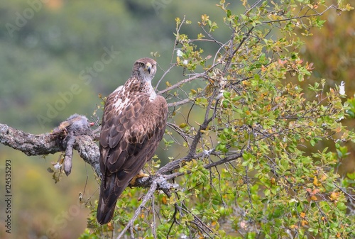 Female bonelli's eagle perched on a branch.