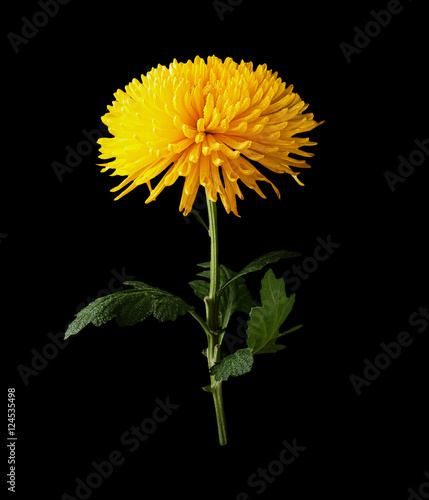 Chrysanthemum yellow flower isolated on black