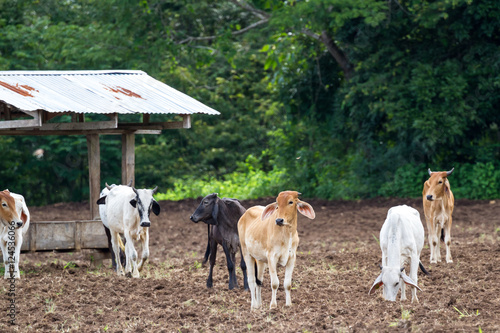 Brahman cattle in Costa Rica