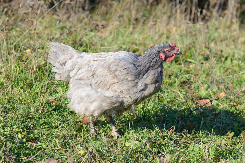 gray chicken grazes on a green lawn