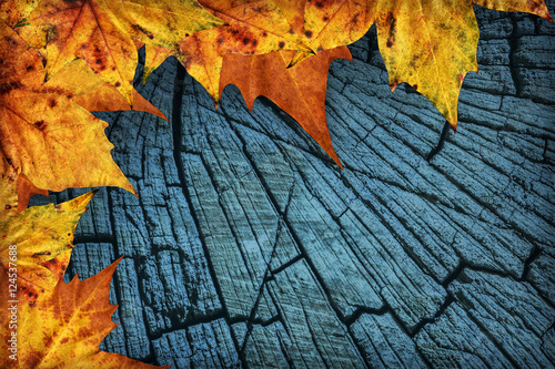 Autumn Dry Maple Leaves On Dark Blue Old Stump Cross-section Vignetted Background