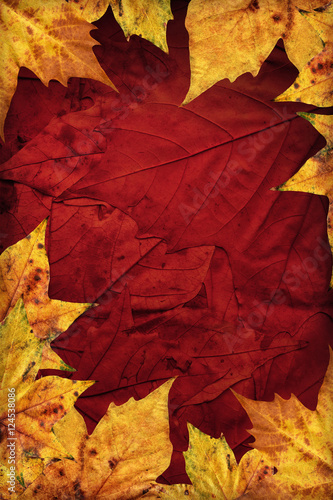 Dry Maple Leaves On Dark Maroon Red Autumn Foliage Background