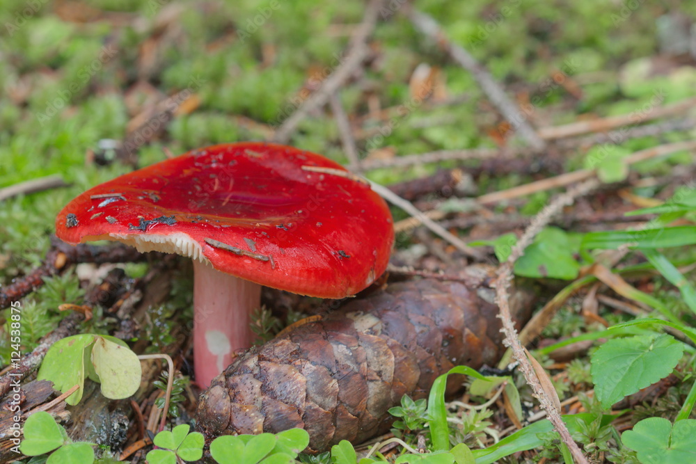 Heringstäubling Russula Xerampelina Heringstäubling Russula Xerampelina