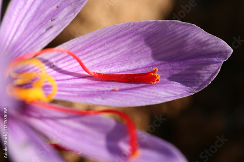 Detalle de flor de azafrán