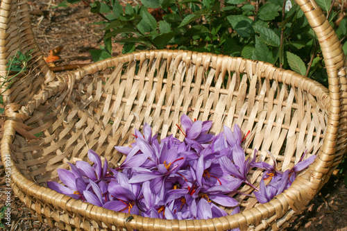 Flores de azafrán en una cesta de mimbre © isabel2016