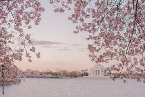 Canvas-taulu Cherry blossoms against the Jefferson Memorial at dawn