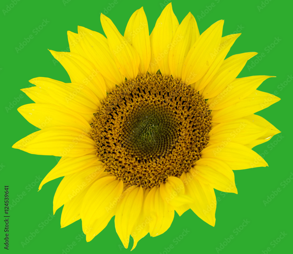 Obraz premium beautiful flower sunflowers on green background