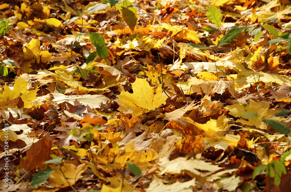 Autumnal floor of the fallen leaves