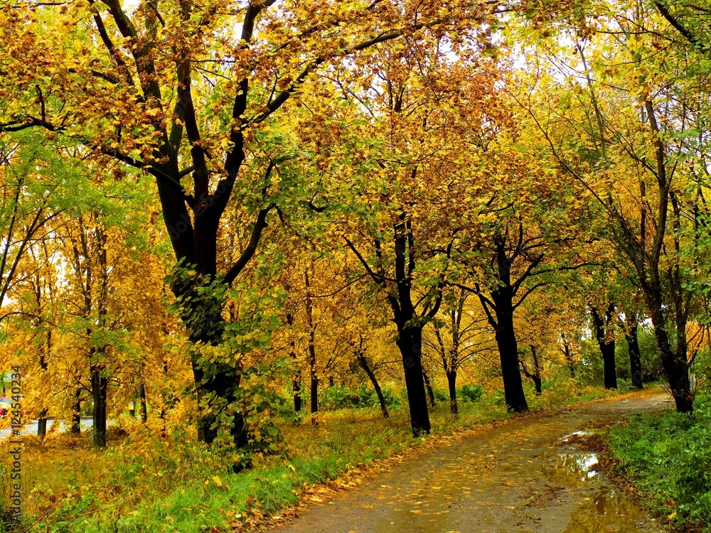 Naklejka premium Colorful leaves on deciduous trees and walkway in park during autumn