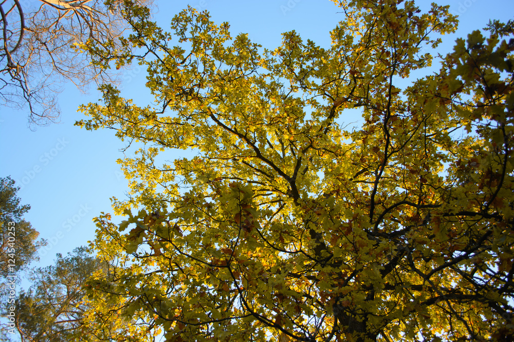 Fototapeta premium Autumn trees and sky