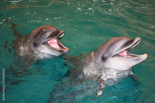 two smiling dolphins in the turquoise water