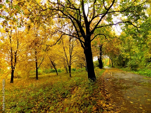 Colorful leaves on deciduous trees and walkway in park during autumn