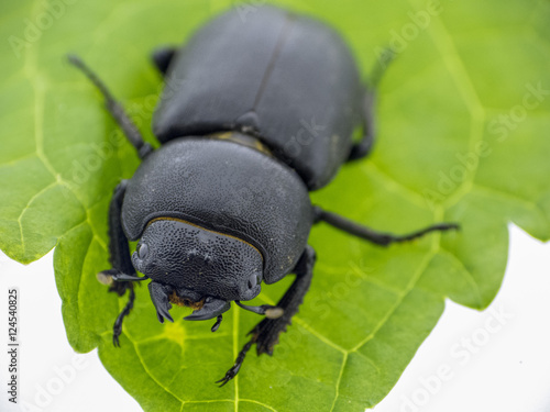 Black leaf beetle - Prasocuris Junci