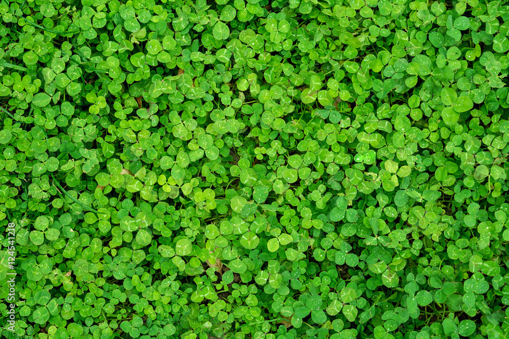Natural clover background Natural clover background