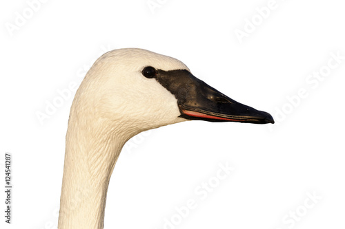 Trumpeter swan, Cygnus buccinator photo