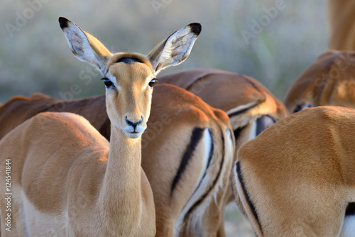 Thomson's gazelle on savanna in Africa