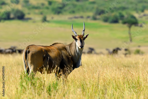 Fototapeta Naklejka Na Ścianę i Meble -  Greater kudu (Tragelaphus strepsiceros)