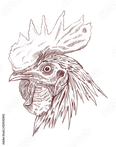 Cock head. Painted by hand. Linear shading pattern. Isolated object on a white background. The monochrome image of the hand. The symbol of the horoscope. Domestic bird. Rustic animal. Side view.  photo
