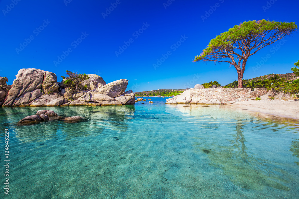 Famous pine tree above the lagoon on Palombaggia beach, Corsica, France