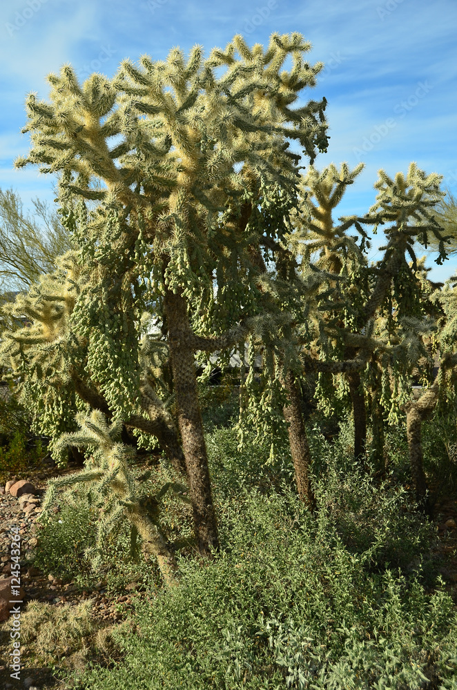 Fototapeta premium Desert Cactus