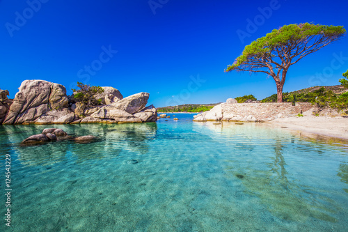 Famous pine tree above the lagoon on Palombaggia beach  Corsica  France