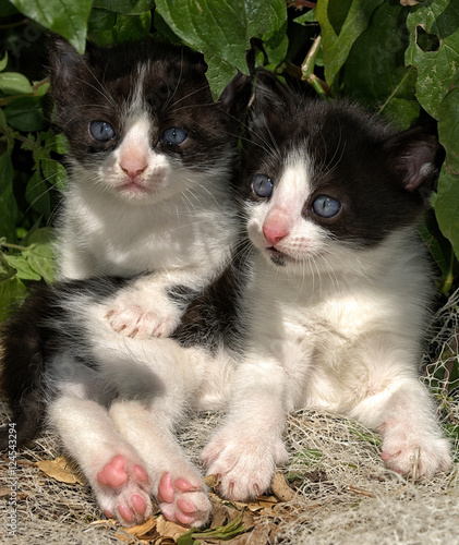 Gatti piccoli photo