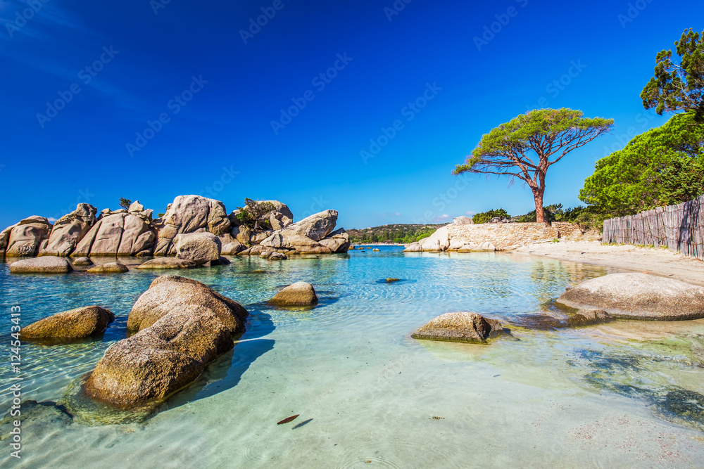 Obraz premium Famous pine tree near the lagoon on Palombaggia beach, Corsica, France, Europe.