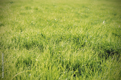 green background by fresh grass, shallow depth of field, vintage filtered style